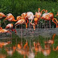 Buy canvas prints of A Flamboyance of Flamingos by Chris Thaxter