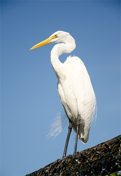 Greater White Egret Picture Board by Chris Thaxter
