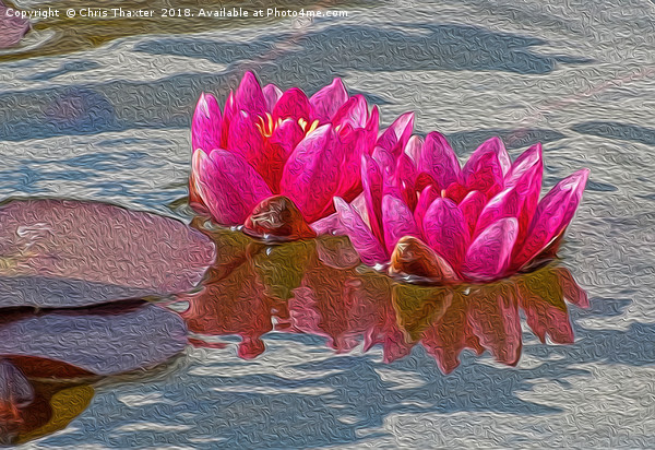 Enchanting Pink Water Lilies Picture Board by Chris Thaxter