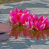 Buy canvas prints of Enchanting Pink Water Lilies by Chris Thaxter
