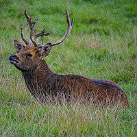 Buy canvas prints of Majestic Red Deer Stag Resting in the Wild by Chris Thaxter