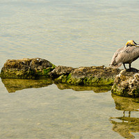Buy canvas prints of Pelican on the Rocks by Chris Thaxter