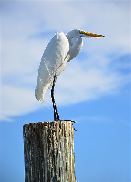 Majestic White Egret Awaits Picture Board by Chris Thaxter
