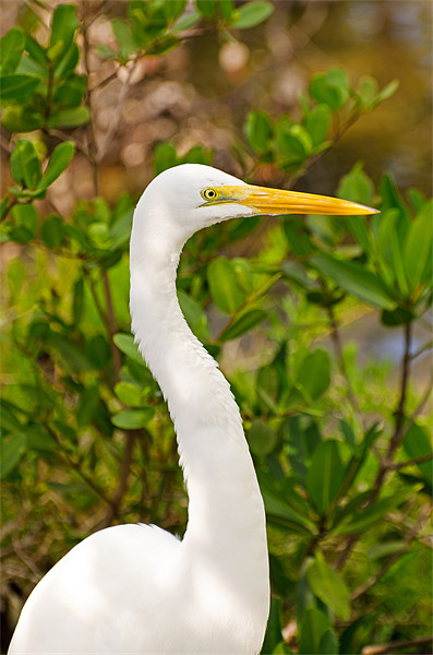 Majestic Great White Egret Picture Board by Chris Thaxter