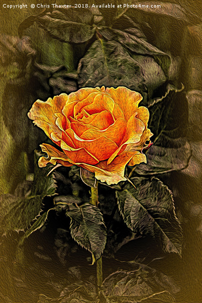 Orange Rose in oils Picture Board by Chris Thaxter