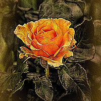 Buy canvas prints of Orange Rose in oils by Chris Thaxter