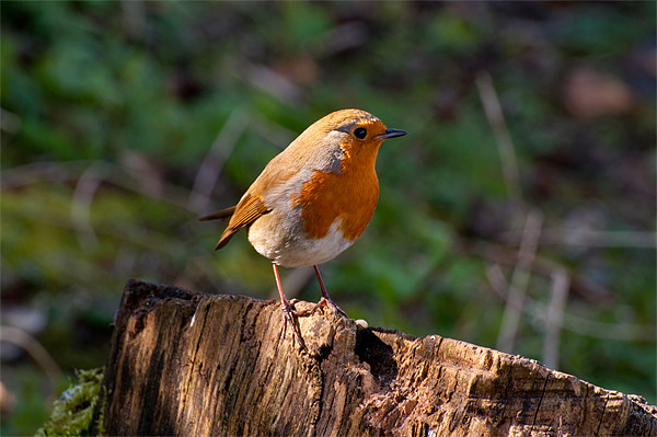 The Charismatic European Robin Picture Board by Chris Thaxter