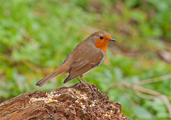 Robin Redbreast Picture Board by Chris Thaxter