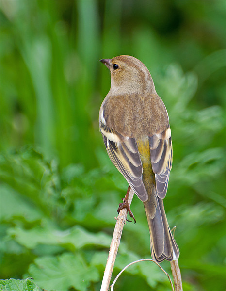 Female Chaffinch Picture Board by Chris Thaxter