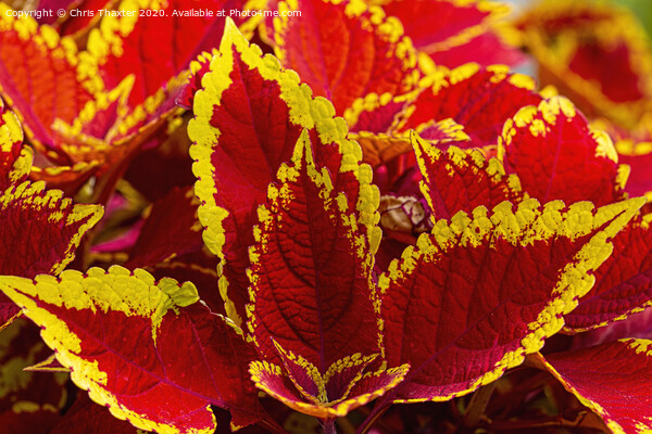 Colourful Coleus Picture Board by Chris Thaxter