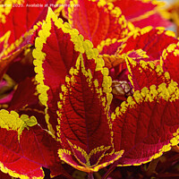 Buy canvas prints of Colourful Coleus by Chris Thaxter