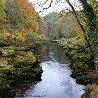 Buy canvas prints of The Strid at Bolton Abbey by Mark Hobson