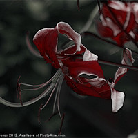 Buy canvas prints of Blood Lilly by Mark Hobson