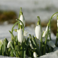 Buy canvas prints of Snowdrops by Mark Hobson