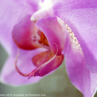 Buy canvas prints of Orchid Heart by Mark Hobson