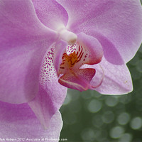 Buy canvas prints of Orchid in the Rain by Mark Hobson