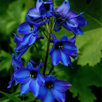 Buy canvas prints of Blue Delphinium by Mark Hobson