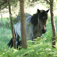 Buy canvas prints of New Forest Pony by Mark Hobson