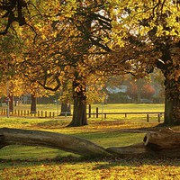 Buy canvas prints of Prospect Park Autumn colours by Mark Hobson