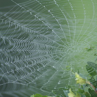 Buy canvas prints of  The Web by Mark Hobson
