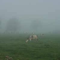 Buy canvas prints of  Cattle in the Mist by Mark Hobson