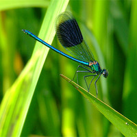 Buy canvas prints of Blue Dragonfly by Mark Hobson
