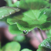 Buy canvas prints of geranium droplet by Fiona McLellan