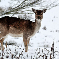 Buy canvas prints of Deer in Wintertime by Bel Menpes