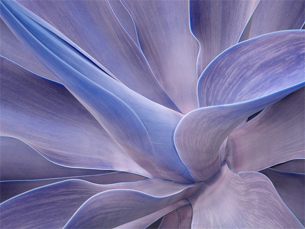 Agave in Shades of Lilac Picture Board by Bel Menpes