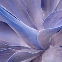 Buy canvas prints of Agave in Shades of Lilac by Bel Menpes