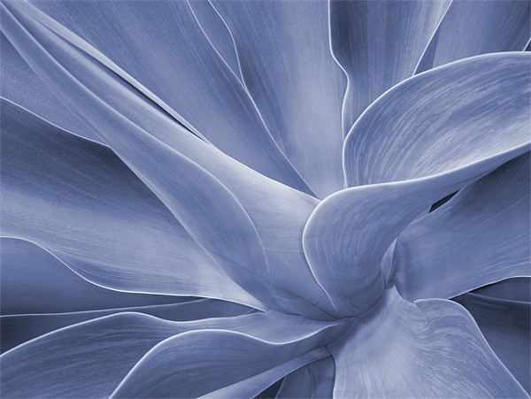 Agave in Blue Picture Board by Bel Menpes