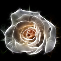 Buy canvas prints of Rose of Light by Bel Menpes