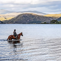 Buy canvas prints of Horse at Airds Bay Loch Etive by Bel Menpes