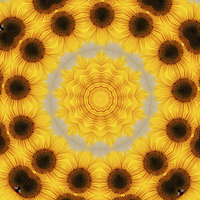 Buy canvas prints of Sunflower Abstract by Bel Menpes