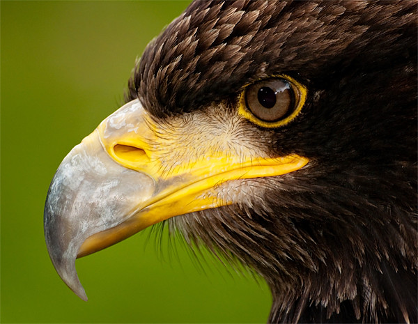 Intense gaze of Golden Eagle Picture Board by Bel Menpes