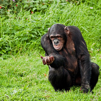 Buy canvas prints of Chimp Please, can I have more? by Bel Menpes