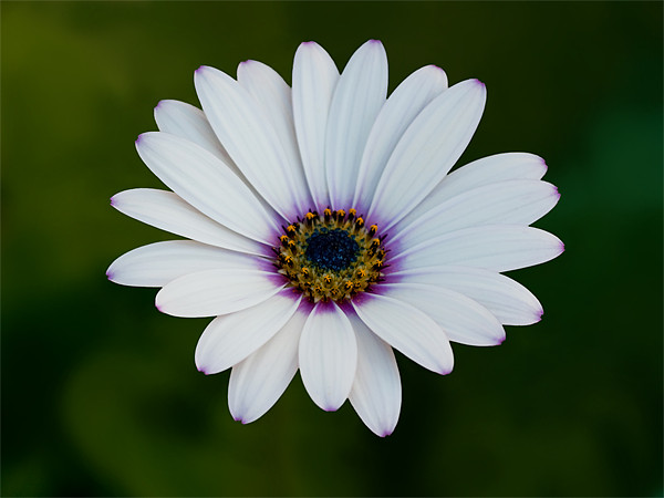 African Daisy Picture Board by Bel Menpes