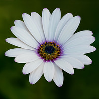Buy canvas prints of African Daisy by Bel Menpes