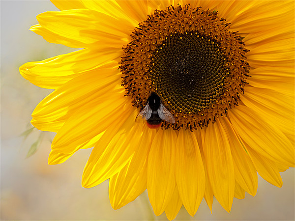 The Bee And The Sunflower Picture Board by Bel Menpes