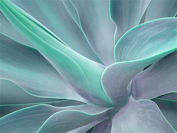 Agave Attenuata Abstract Picture Board by Bel Menpes