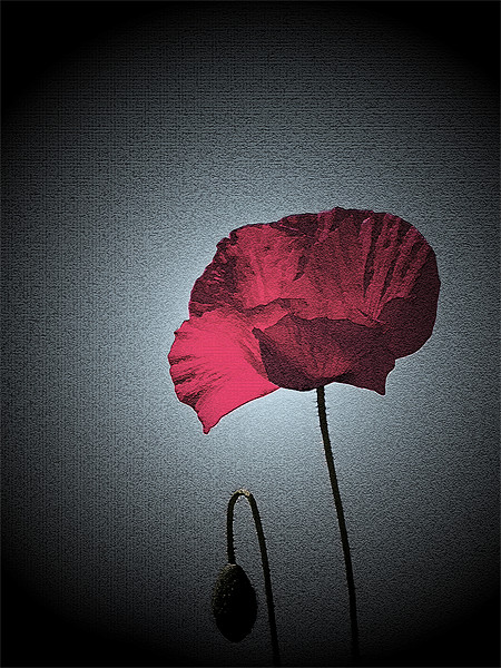 Dark Remembrance Poppy Picture Board by Bel Menpes