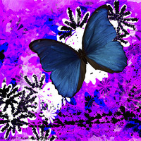 Buy canvas prints of Butterfly Abstract Art by Elaine Young