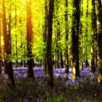 Buy canvas prints of Sunkissed Bluebells by Elaine Young