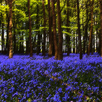 Buy canvas prints of Bluebells in Bloom by Elaine Young