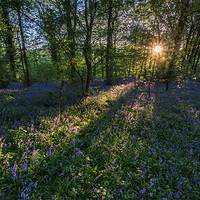 Buy canvas prints of Bluebells by James Grant
