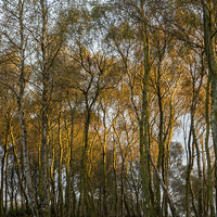 Buy canvas prints of Birch Trees by James Grant