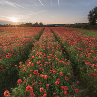 Buy canvas prints of Watnall Poppies by James Grant