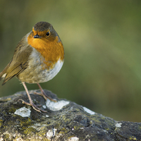 Buy canvas prints of  Robin by James Grant