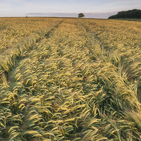 Buy canvas prints of  Barley Field by James Grant