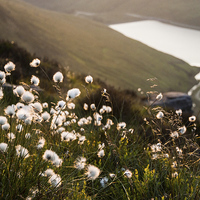 Buy canvas prints of  Greenfield Cottongrass by James Grant